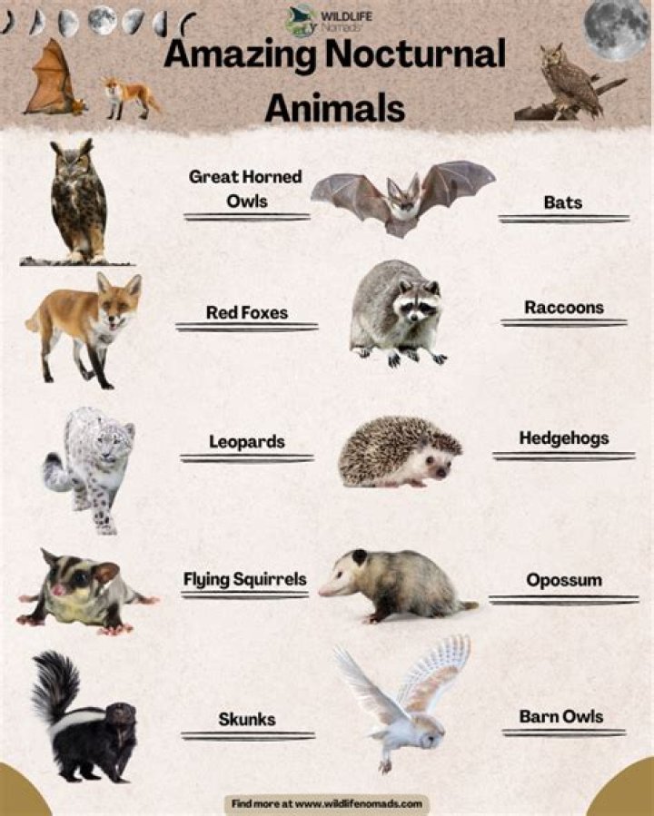 Where do nocturnal animals go during the day?