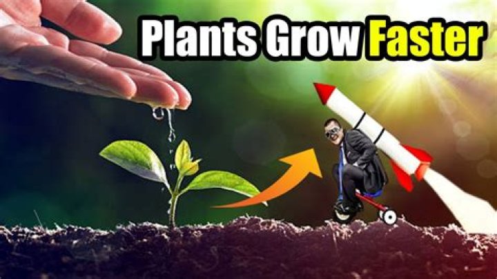 Where do plants grow best?