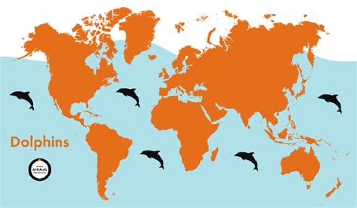 Where do porpoises and dolphins live?