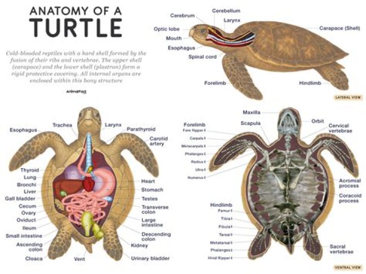 Where do radiated tortoise lay eggs?