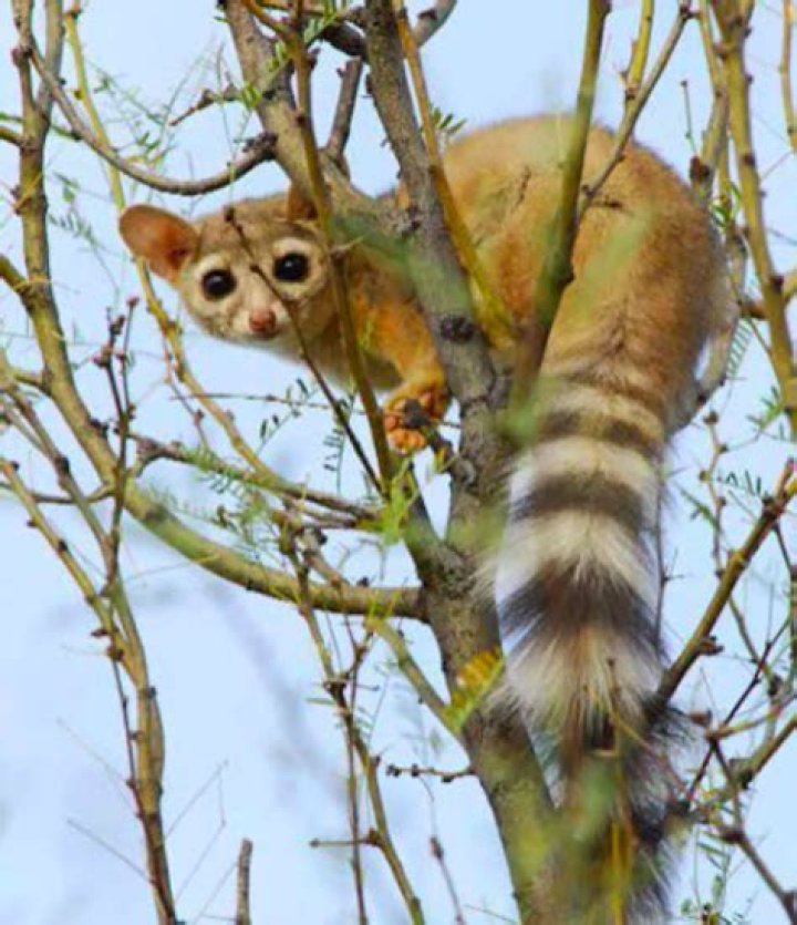 Where do ringtails live?