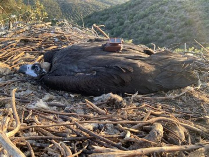 Where do vultures nest?