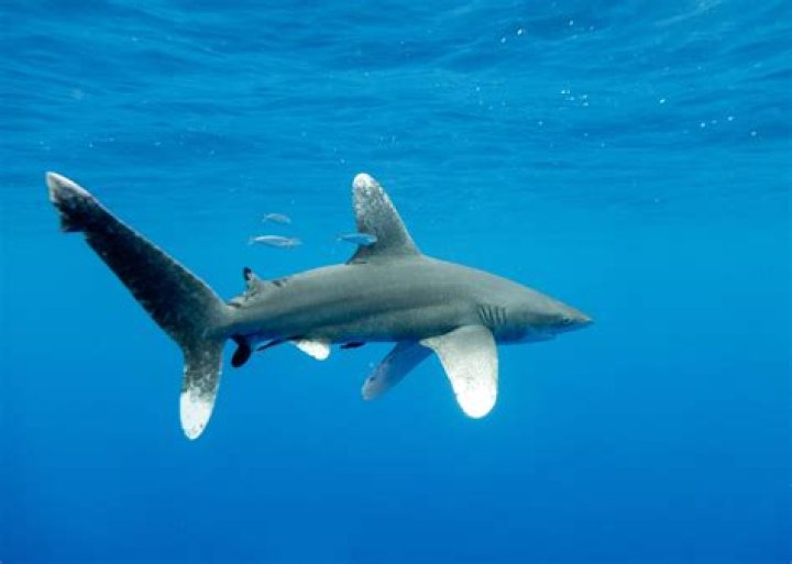Where do whitetip shark live?