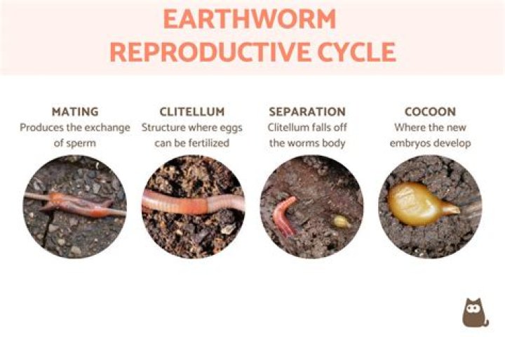 Where do worms come from?