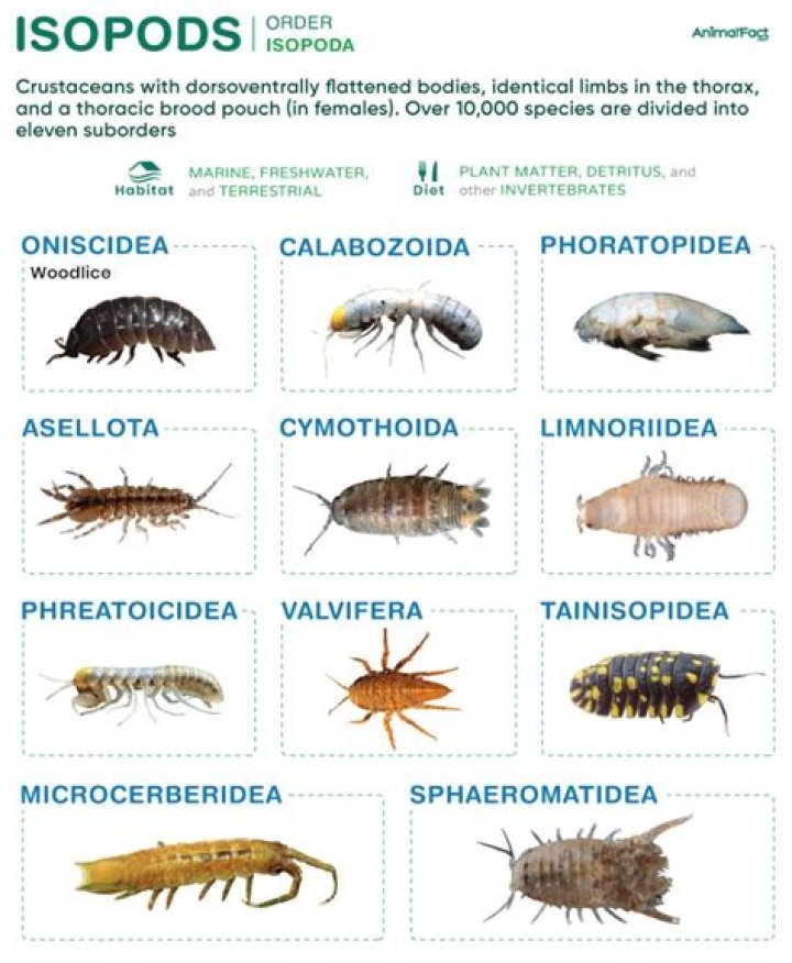 Where do you find isopods?