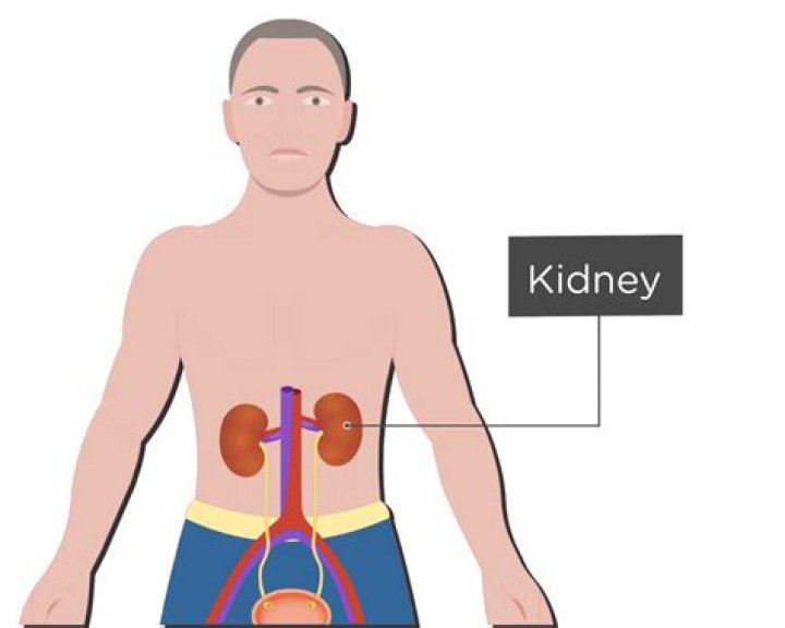 Where do you find your kidneys?