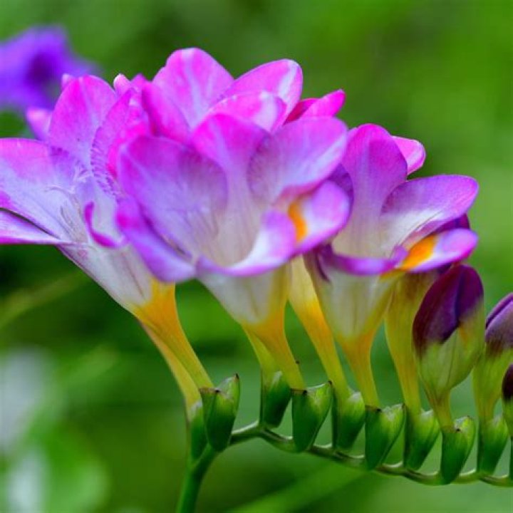 Where do you plant freesias?