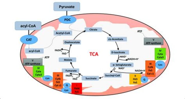 Where does acetyl coa form?
