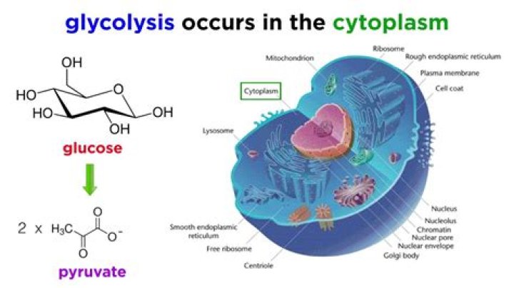 Where does anaerobic glycolysis occur?