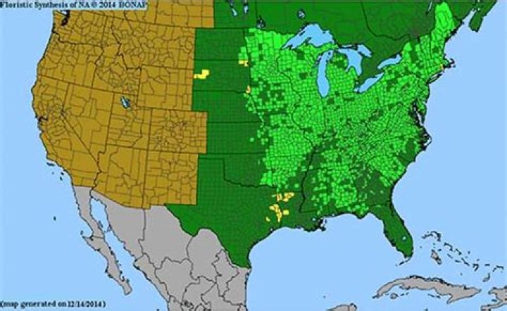 Where does bloodroot grow?