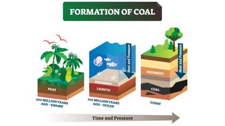 Where does coal come from?