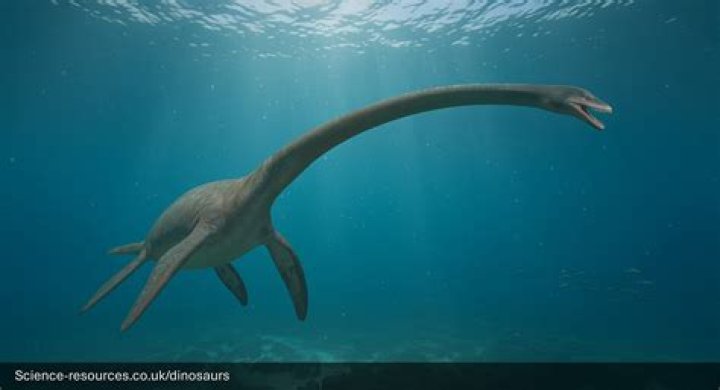 Where does elasmosaurus live?