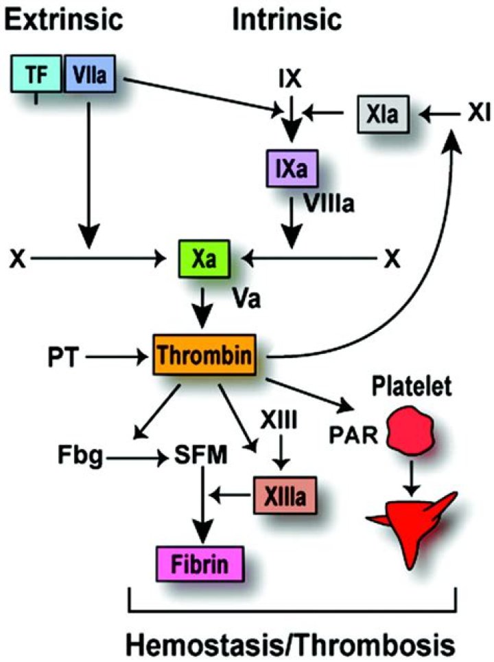 Where does prothrombinase come from?
