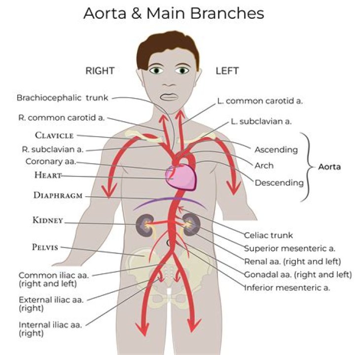 Where does the aorta receive blood from?