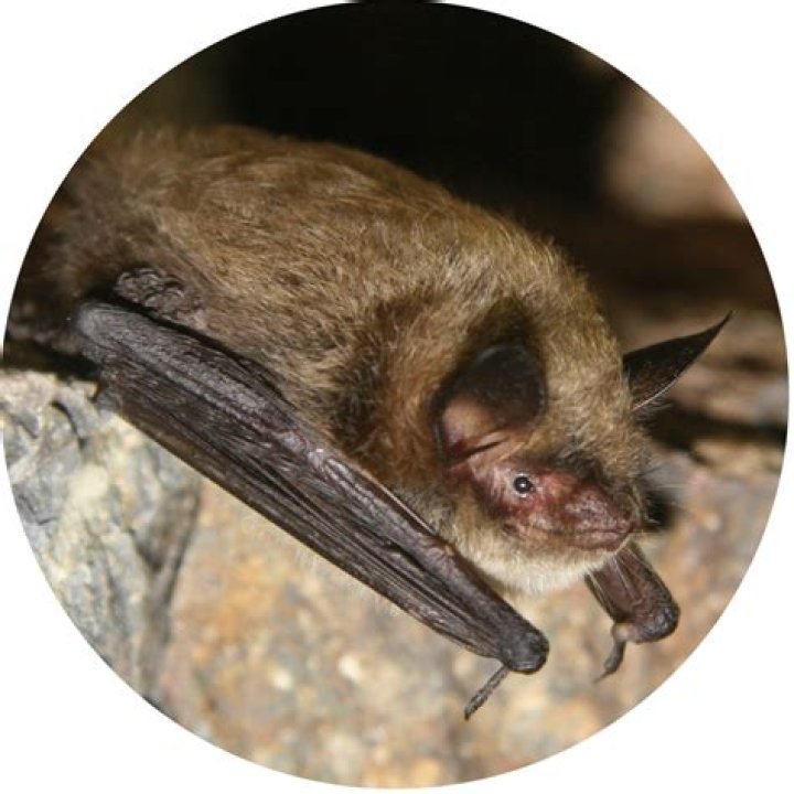 Where does the eastern small-footed myotis live?
