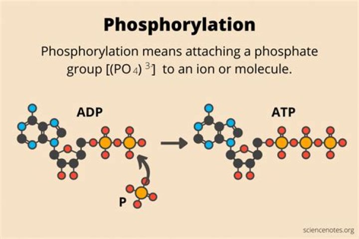 Where does the energy to phosphorylate adp originate from?