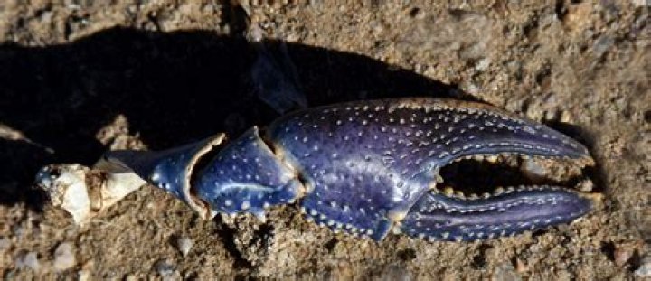 Where does the virile crayfish live?