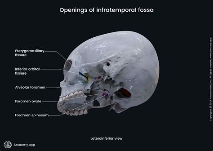 Where does the word pneumatosis come from?