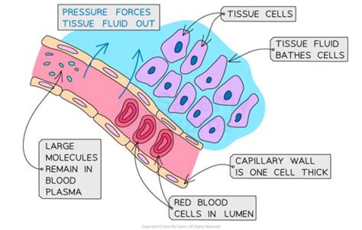 Where does tissue fluid come from?