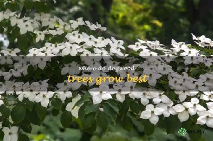 Where dogwood trees grow?