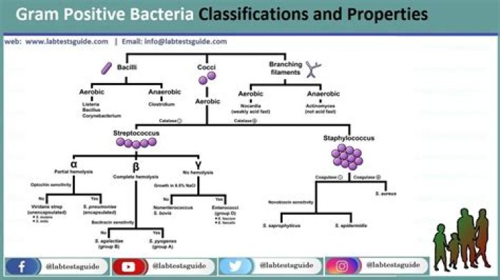 Where gram positive bacteria are?