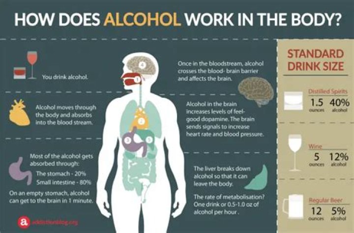 Where is alcohol broken down in the body?