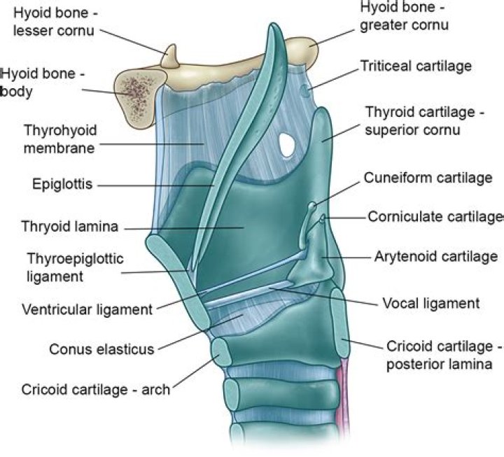 Where is arytenoid cartilages?