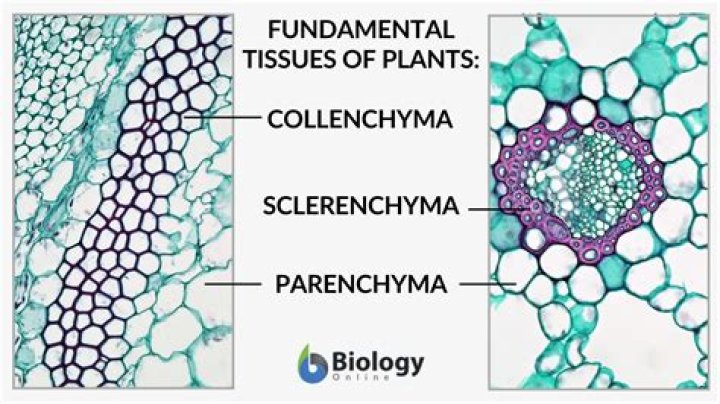 Where is collenchyma tissue found?