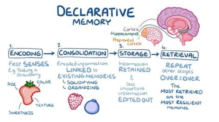 Where is declarative memories?