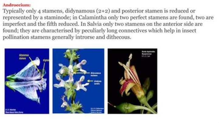 Where is didynamous found?