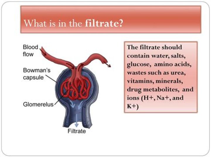 Where is filtrate formed?
