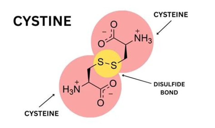 Where is l-cysteine found?
