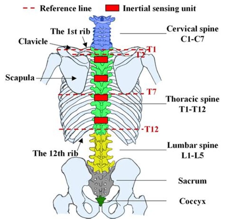Where is l1-l4 in my spine?