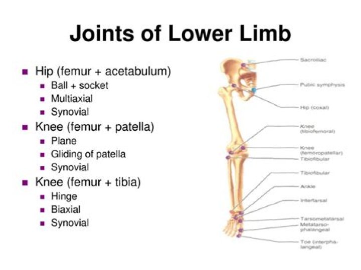 Where is limbs located?