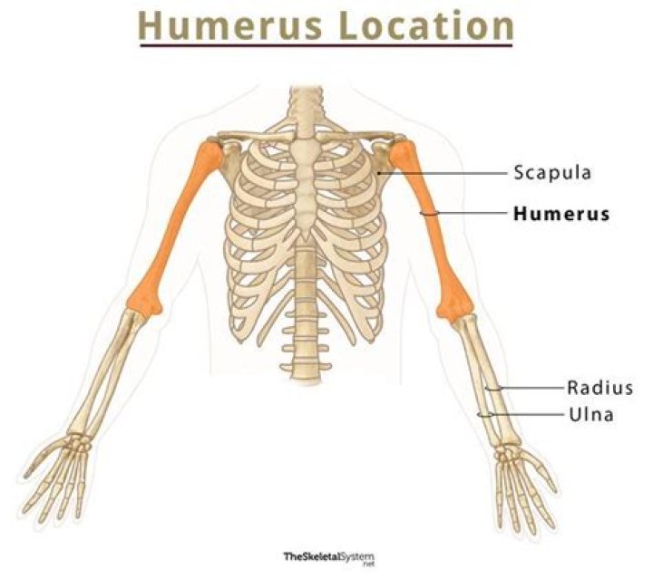 Where is my humerus?
