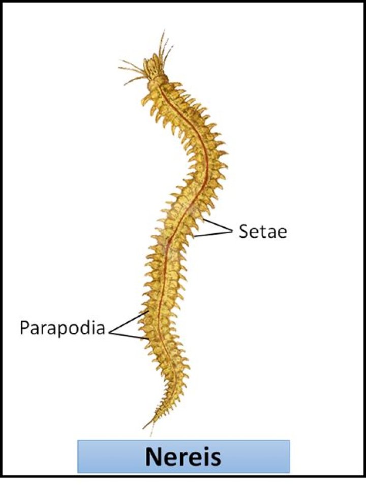 Where is parapodia seen what is its function?