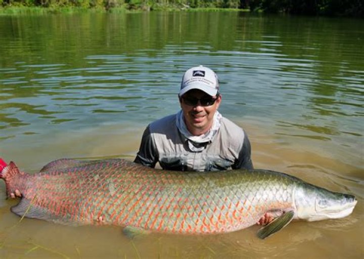 Where is pirarucu located?