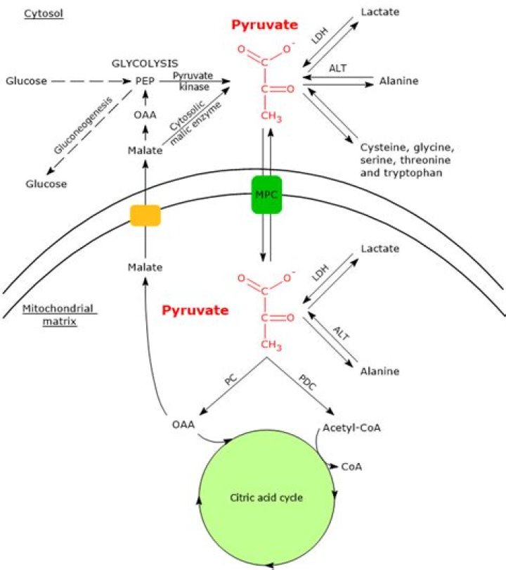 Where is pyruvic acid produced in the cell?