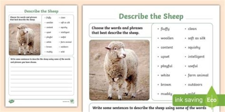 Where is shearing sheep?