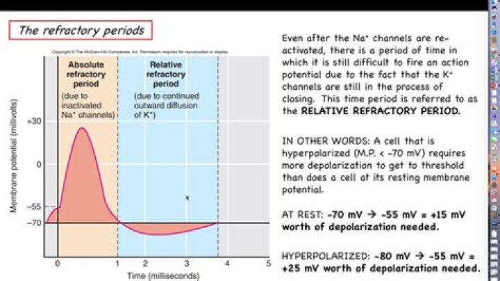 Where is the absolute refractory period?