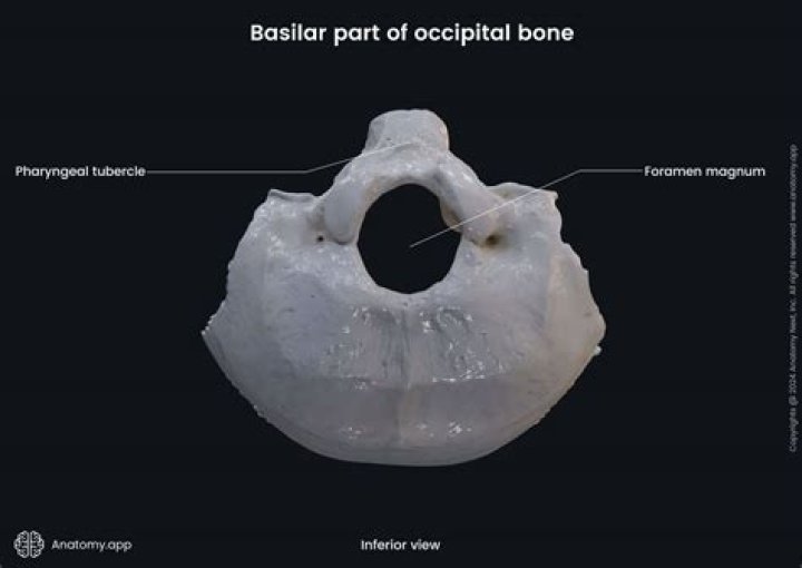 Where is the basioccipital bone?