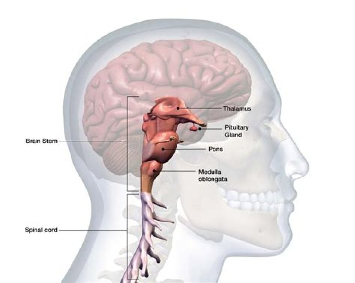 Where is the brainstem located?