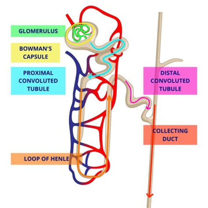 Where is the distal convoluted tubule quizlet?