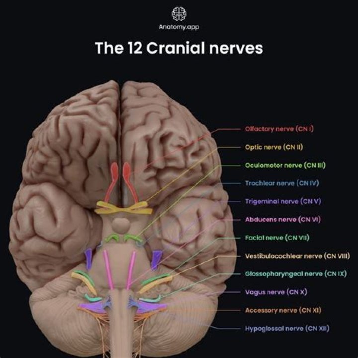 Where is the eleventh cranial nerve?