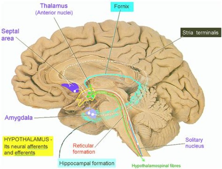 Where is the habenula located?