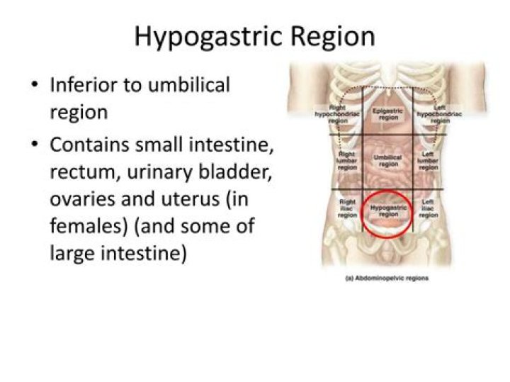 Where is the hypogastric area?