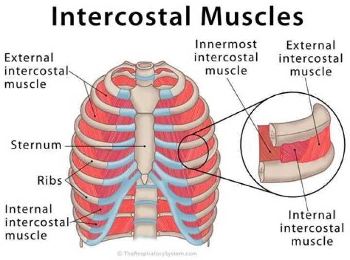 Where is the innermost intercostal muscles?
