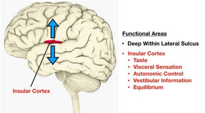 Where is the insula lobe located?