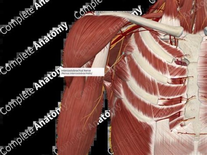 Where is the intercostobrachial nerve?