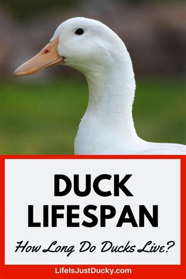 Where is the lifespan of a seagull?